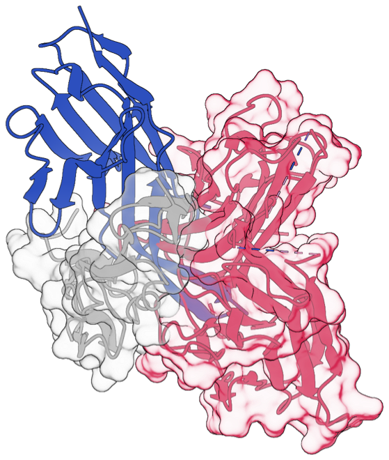 TNFR2 designed VHH and natural ligand structural overlay